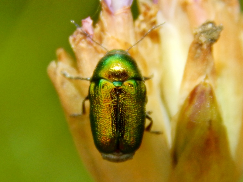 Chrysomelidae: Cryptocephalus transiens (cfr.)?